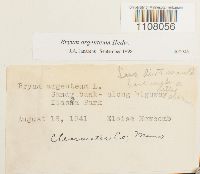 Bryum argenteum image