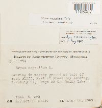 Bryum argenteum image