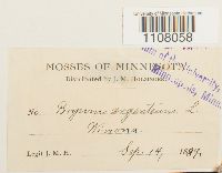 Bryum argenteum image