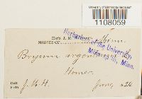 Bryum argenteum image