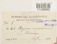 Bryum argenteum image