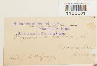 Bryum argenteum image