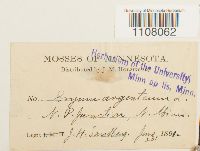 Bryum argenteum image