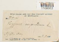 Bryum argenteum image