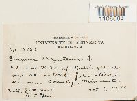 Bryum argenteum image