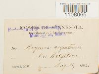 Bryum argenteum image