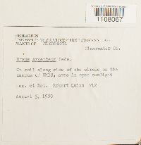 Bryum argenteum image