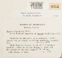 Bryum argenteum image