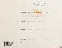 Bryum argenteum image