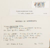 Bryum argenteum image