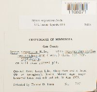 Bryum argenteum image