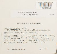 Bryum argenteum image