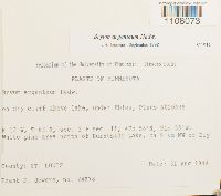 Bryum argenteum image