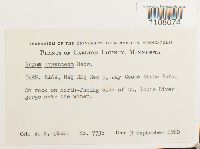 Bryum argenteum image