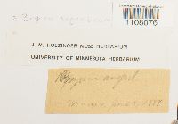 Bryum argenteum image