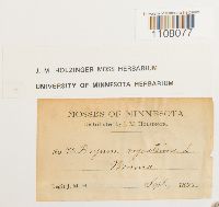 Bryum argenteum image