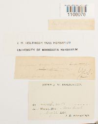 Bryum argenteum image