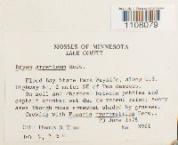 Bryum argenteum image