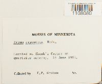 Bryum argenteum image