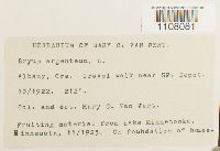 Bryum argenteum image