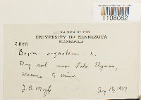 Bryum argenteum image