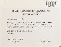 Bryum argenteum image