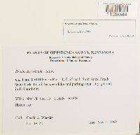 Bryum argenteum image