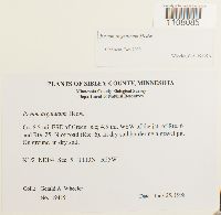 Bryum argenteum image