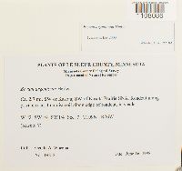 Bryum argenteum image