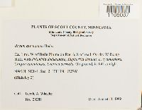 Bryum argenteum image