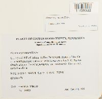 Bryum argenteum image