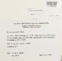 Bryum argenteum image