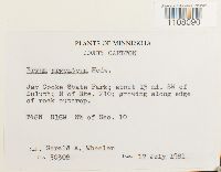 Bryum argenteum image