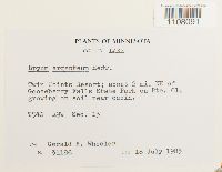 Bryum argenteum image