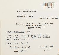 Bryum argenteum image