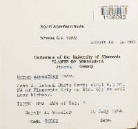 Bryum argenteum image