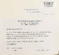 Bryum argenteum image