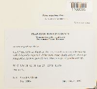 Bryum argenteum image