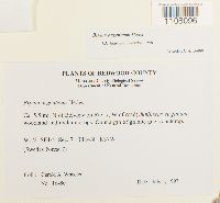 Bryum argenteum image