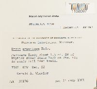 Bryum argenteum image