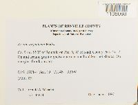 Bryum argenteum image