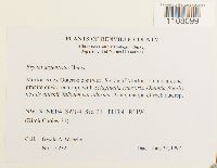 Bryum argenteum image