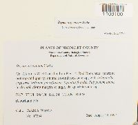 Bryum argenteum image