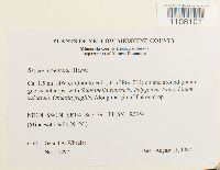 Bryum argenteum image