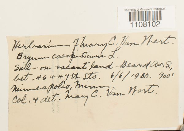 Bryum caespiticium image