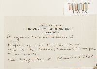 Bryum caespiticium image