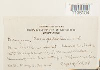 Bryum caespiticium image