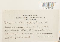 Bryum caespiticium image