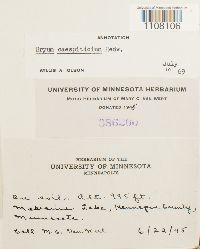 Bryum caespiticium image