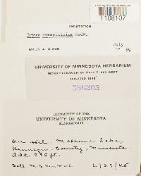 Bryum caespiticium image